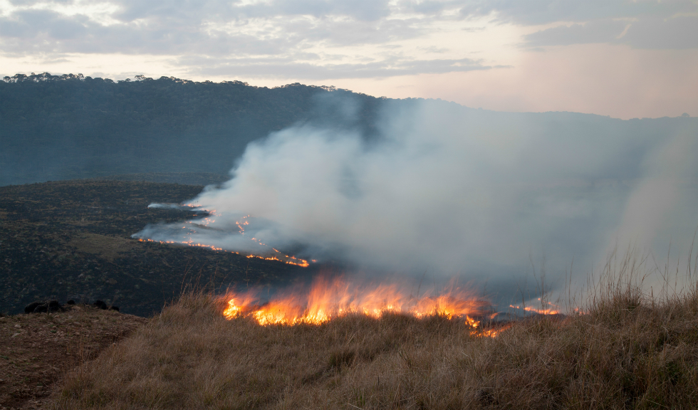 Pădurea Amazoniană arde atât de tare încât incendiile sunt vizibile din spațiu