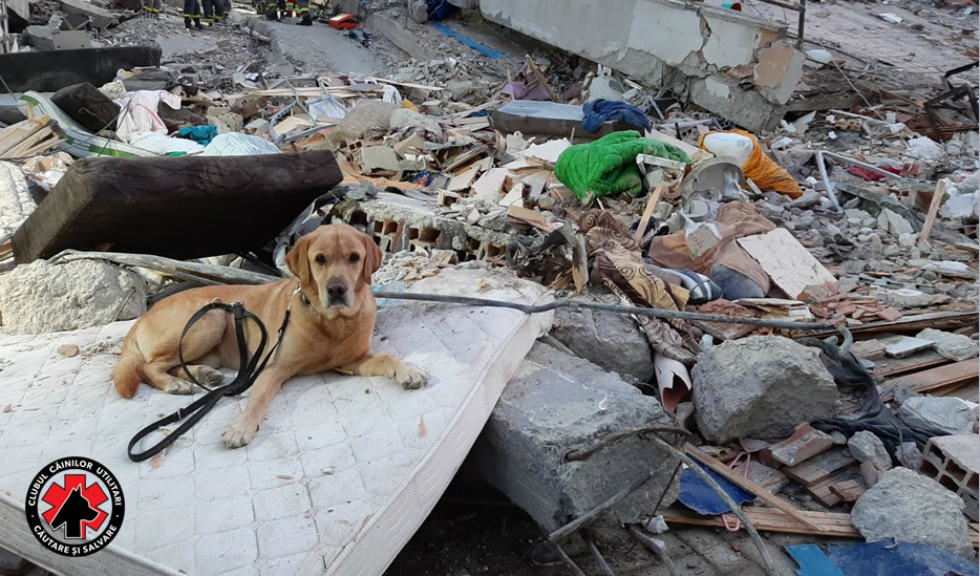 Câinii salvatori din România caută victimele cutremurului din Albania