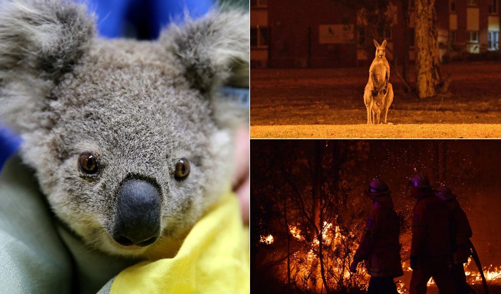 Celebrități din întreaga lume își arată solidaritatea și donează bani pentru a stopa incendiile din Australia