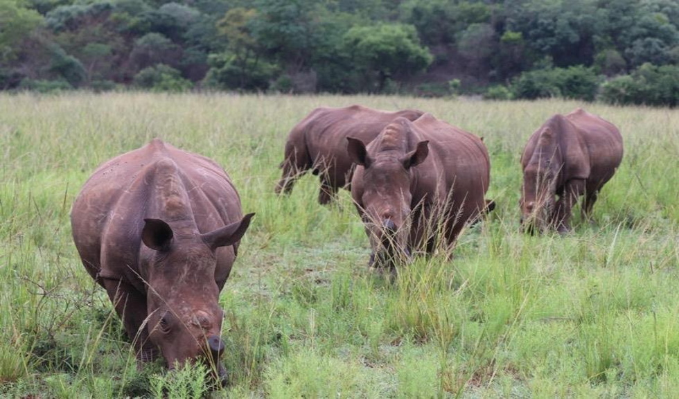 (P) Maria Nila continuă campania de caritate Save the Rhino