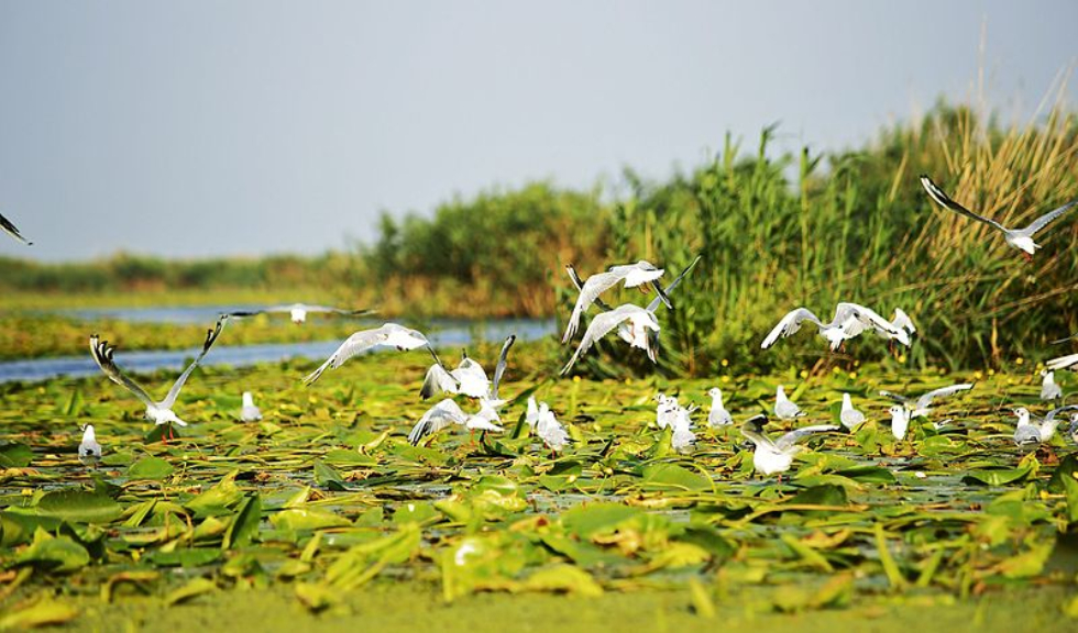 (P) Descoperă Delta Dunării, paradisul românesc al păsărilor