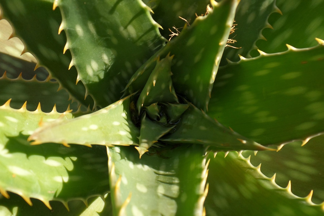 masca de par cu aloe vera facuta in casa